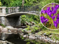 Wystarczą dwa tygodnie. Warszawa szykuje się na wielkie kwitnienie milionów kwiatów