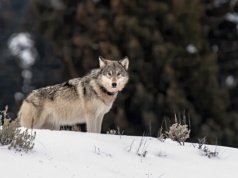Osobowość samotnego wilka – 8 cech ludzi, którzy wolą być autentyczni niż szukać poklasku. Czy jesteś jednym z nich?