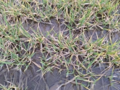 Czy uprawy wytrzymają nadmiar wody? Jak ratować rośliny po odwilży?