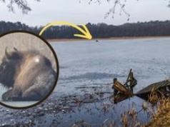 Strażacy uratowali żubra, który utknął na zamarzniętym jeziorze