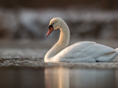 Martwy łabędź w mieszkaniu. Policja bada sprawę znęcania nad zwierzęciem