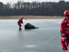 Żubr na jeziorze. Niecodzienna akcja strażaków