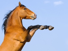 Chcą zakazać zabijania koni na mięso. 