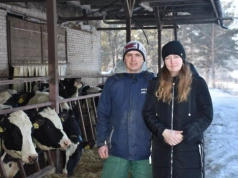 12 tys. kg mleka i dodatkowa laktacja. Ich patent to buhaj w haremie