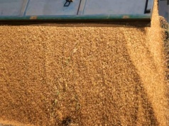 27.02.2026 Ceny skupu zbóż, kukurydzy, oleistych i strączkowych: handel praktycznie zamarł, eksport spadł do 1/3 poziomu sprzed dwóch lat