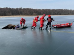Stado żubrów przebiegało przez jezioro. Interweniowali strażacy