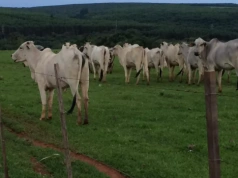 Irlandzcy rolnicy alarmują: brazylijska wołowina z antybiotykami i hormonami zagraża rynkowi UE