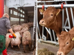 Nawet 71 tys. zł kary dla rolnika od 6 marca. Wielu nie wie o nowych przepisach