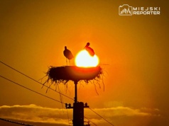 Pierwsze sygnały powrotu bocianów do Polski. Wiele osób liczy na szybki koniec zimy