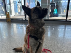 Lotnisko Chopina przygotowało udogodnienie dla zwierząt. Dzięki tej niespodziance nie trzeba się o nie tam bać