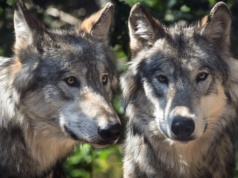 Francja zredukuje liczbę wilków o 21 procent. A w Polsce wilków jest 5 razy więcej