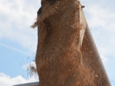 Rolnicy chętniej sprzedają płody rolne. Ceny bez zmian