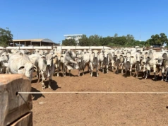 Rada UE uruchamia umowę tymczasową. Import z Mercosur może ruszać