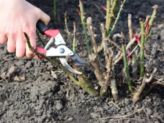 Sekator w ruch! Przytnij róże w tym terminie, a latem utoną w kwiatach