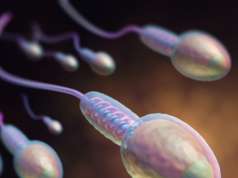 Latem plemniki są skuteczniejsze. Sezonowy rytm męskiej płodności