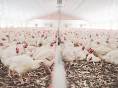 Ciechanowiec: Tysiące kurczaków i setki ciężarówek. Mieszkańcy obawiają się skutków inwestycji