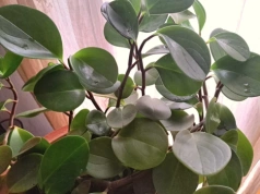 Żegnamy sansewierie i zamiokulkasy. Teraz rządzi peperomia – nowa królowa parapetów