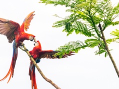 Te papugi potrafią być bardzo agresywne. W pary łączą się na całe życie