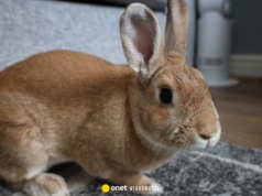 21-latek miał znęcać się nad królikiem Marcysiem. 