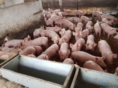 Tuczniki po 7 zł za kg. „Weszliśmy w okres intensywnych wzrostów”