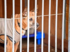 Schronisko dla Zwierząt w Łodzi będzie bardziej ekologiczne