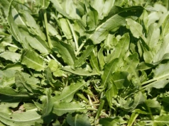 Wiosenna pielęgnacja łąk: Czy bronowanie wystarczy, by ograniczyć chwasty i poprawić plonowanie?