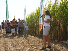 Nie patrz tylko na plon kukurydzy. 1% wilgotności może zabrać 2 q z hektara