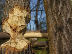 Odstrzał nie rozwiąże problemu – Bobry pod lupą ekspertów w Nowym Dworze Gdańskim