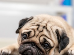 Nie tylko buldogi i mopsy. Inne rasy psów też są zagrożone