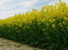 Nowe odmiany rzepaku 2026. COBORU pokazuje listę