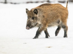 Polskie miasto zleci zabicie 100 dzików. "Decyzja jest ostateczna"