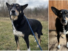 Do serca przytul psa. Amor czeka na nowy dom