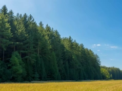 Podatek leśny dla rolników – kto musi zapłacić i ile wynosi w 2026 roku?