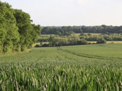 Co dzieje się z dzierżawami oddawanymi przez GoodValley? Ile przetargów rozstrzygnał KOWR?
