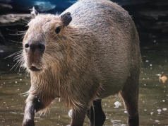 Wisła Kraków obejmuje patronatem kapibary z krakowskiego ZOO. Klub: „Razem możemy więcej – na boisku i poza nim”