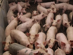 Mleko w proszku i świnie drożeją. Czy to koniec kryzysu w rolnictwie?