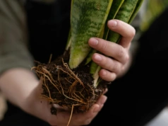 To najlepszy moment na przesadzanie sansewierii. Spóźnisz się – przestanie rosnąć
