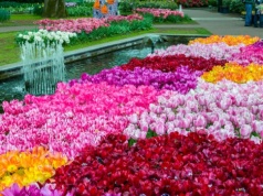 Zobacz największy ogród świata. Jedź na Festiwal Tulipanów i ciesz się wiosną
