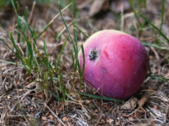 Wiosną połóż na trawie te dwa owoce. Myślisz, że to żart? Od teraz robię tak co roku