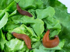 Wzmacnia pomidory i odstrasza ślimaki. Wiosną rozsypuję na grządkach