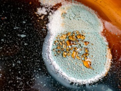 Nie tylko alergie. Atakuje komórki mózgowe