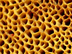 To może być pierwsze zwierzę, jakie powstało na Ziemi. Znamy je bardzo dobrze