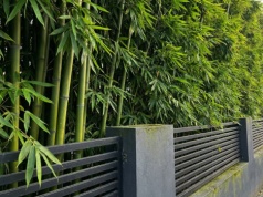 Pa pa oklepane tuje. Posadziłam coś innego i mam ścianę zieleni. Zasłoni sąsiadów, ale jest haczyk