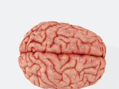 To mit, że człowiek nie tworzy nowych neuronów w dorosłości. Jest jedno "ale"