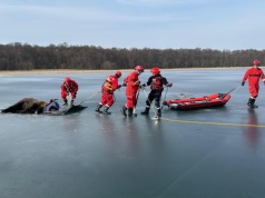 Żubr na zamarzniętym jeziorze. Strażacy uratowali zwierzaka
