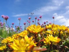 Masz dość koszenia i podlewania? Te rośliny zastąpią trawnik i stworzą zielony dywan