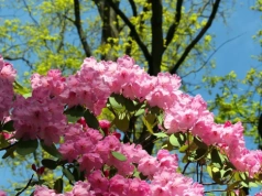 Wlej to na azalie w marcu. W maju sąsiadki pytają, czym je „nafaszerowałaś”