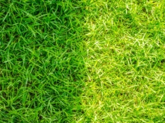 Zrób to do końca marca. Mech zniknie, a trawnik odzyska soczystą zieleń