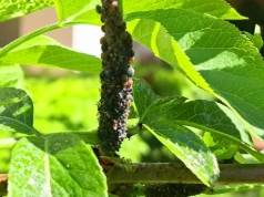 To najważniejszy oprysk przed sezonem. Dusi mszyce i przędziorki, zanim zniszczą plony