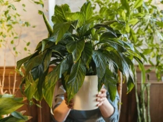 Liście więdną w kilka godzin? Tak podlewaj skrzydłokwiat, by kwitł bez przerwy